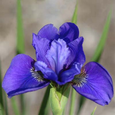 sea gate iris