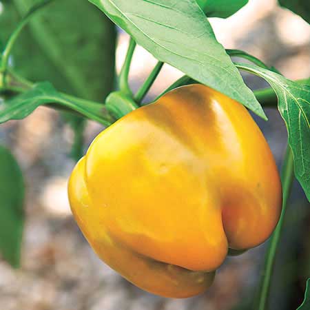 ripe yellow pepper hanging from a vine
