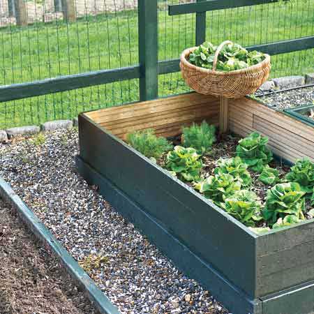 lettuce growing in outdoor garden