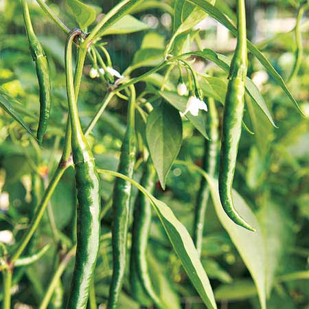 peppers growing in garden