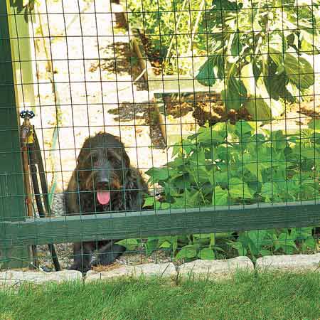 dog looking out of garden fence wall
