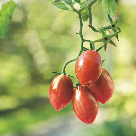 plum tomatoes hanging from vine