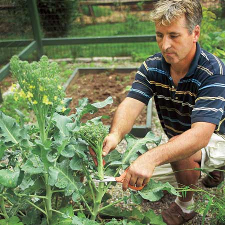 man cutting broccoli in a garden