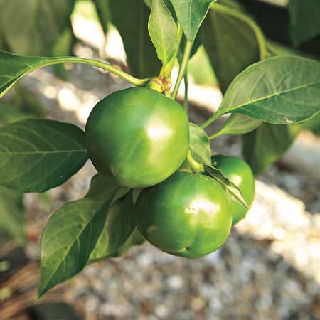 round green peppers growing in garden