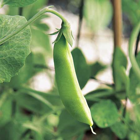 sugar snap pea pod