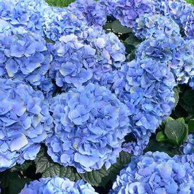  Hydrangea macrophylla  12 Deadliest Garden Plants  This Old House