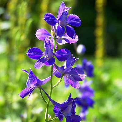 larkspur flowers