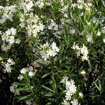 oleander with white flowers in full bloom