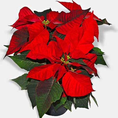 poinsettia leaves on a white surface