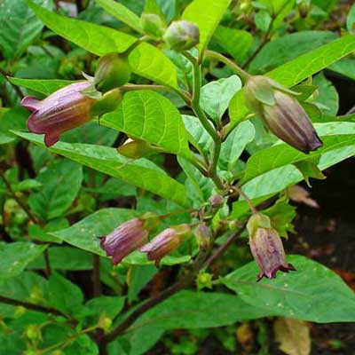 purple nightshade flowers just starting to bloom