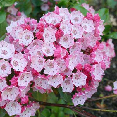 mountain laurel with pink and white flowers in full bloom