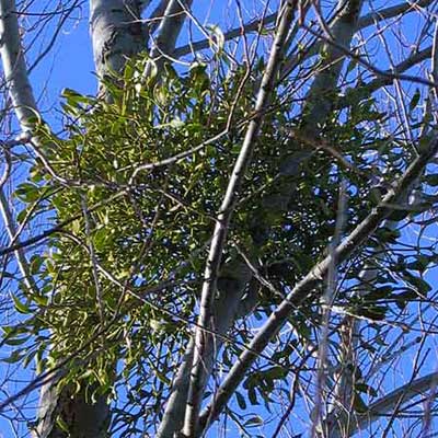 mistletoe leaves in a tree