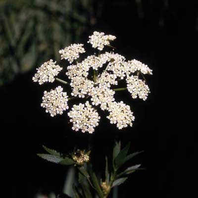 a single stalk with white water hemlock flowers