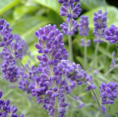 lavender