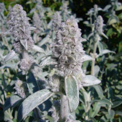 lamb's ear