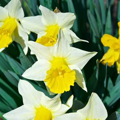 daffodils