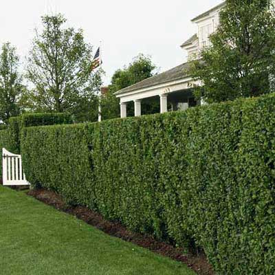 tall boxwood privet hedge blocking yard from deer