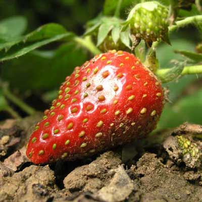 ripe strawberry