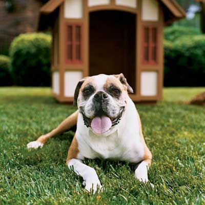 dog sitting outside on lawn