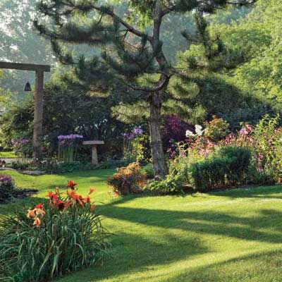 backyard with single Austrian Pine