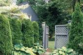 green giant privet hedges