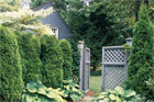 green giant privet hedges