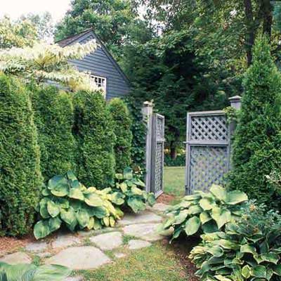 green giant privet hedges