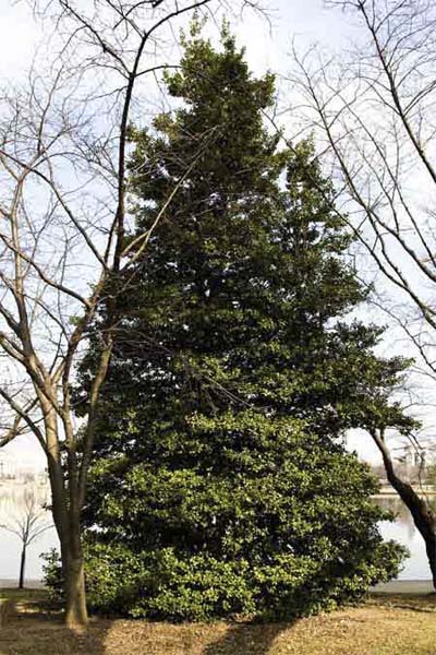 american holly