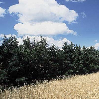 eastern white cedar