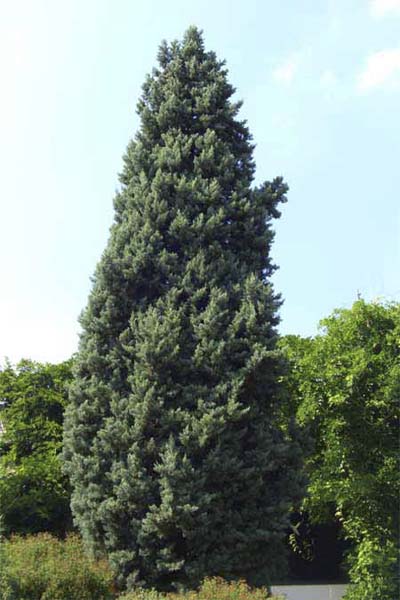 smooth cypress privet hedge
