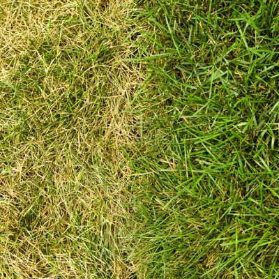 unevenly fertilized lawn makes for yellowing stripes alongside green stripes of turf