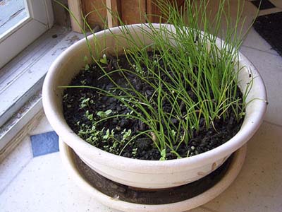Vitamin-rich indoor potted chives