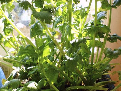 Indoor potted coriander for improving the appetite