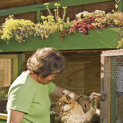 Green-Roofing for Rabbits