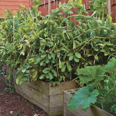 Most of the vegetables grow in three raised beds