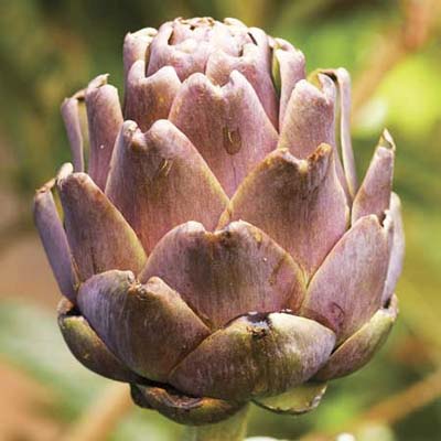 Garden Harvest: Artichoke