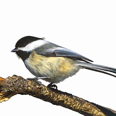chickadee on a branch
