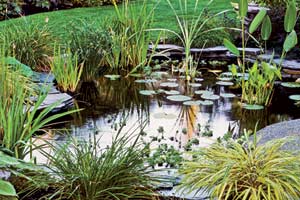 a backyard pond