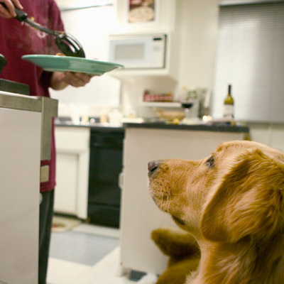 Hungry dog