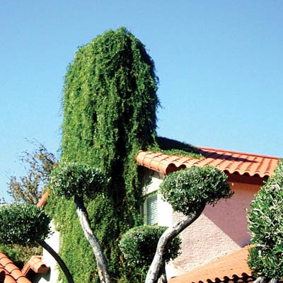 Home chimney covered in vines