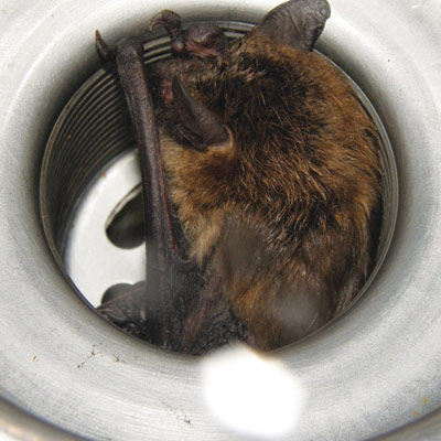 Bat sleeping in a kitchen sink drain