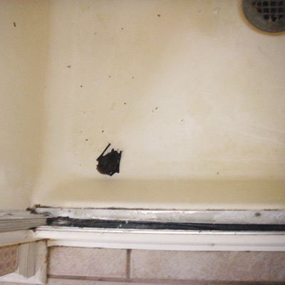 Bat in the shower stall