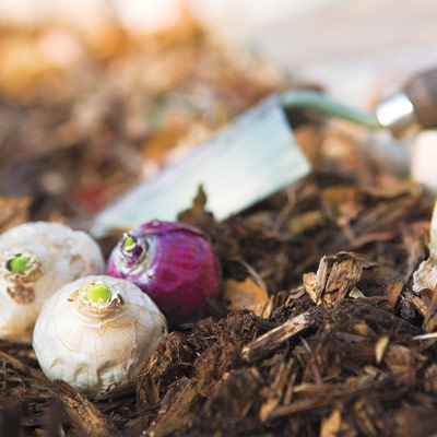 flower bulbs