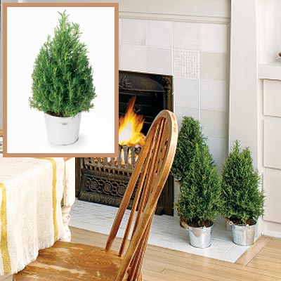 Holiday dining room mini trees