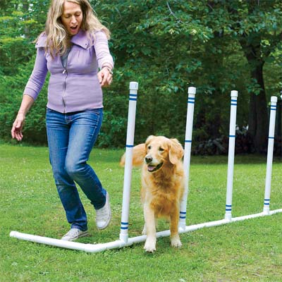 a pet agility course you can build as a pet-friendly project