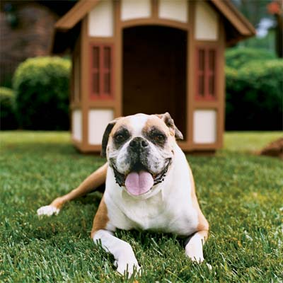 you can build a doghouse like your house as a pet-friendly project