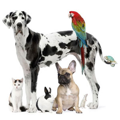group of pets to make your home pet-friendly for