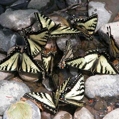 pet-friendly projects to bring butterflies to your back yard