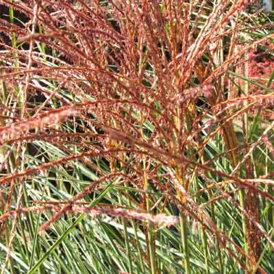 miscanthus and grass