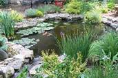 a backyard pond in St. Louis, MO